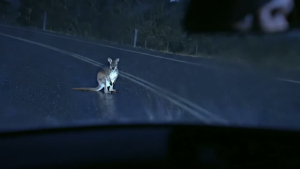 A wallaby on a dark Tasmanian road caught in headlights